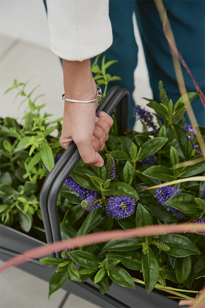 Basket long planter