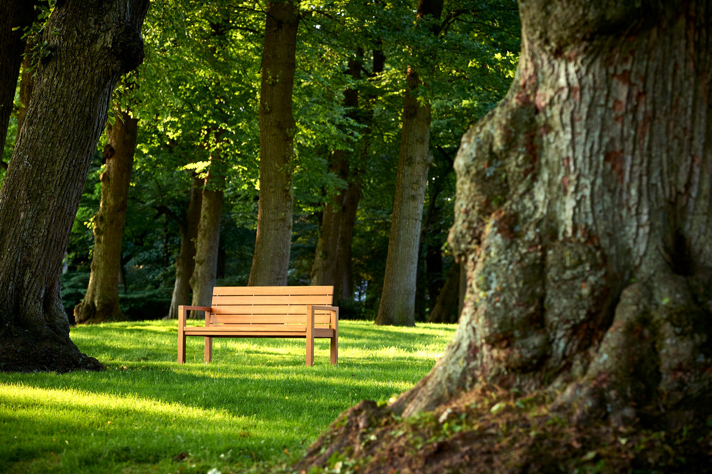 Maxima Bench