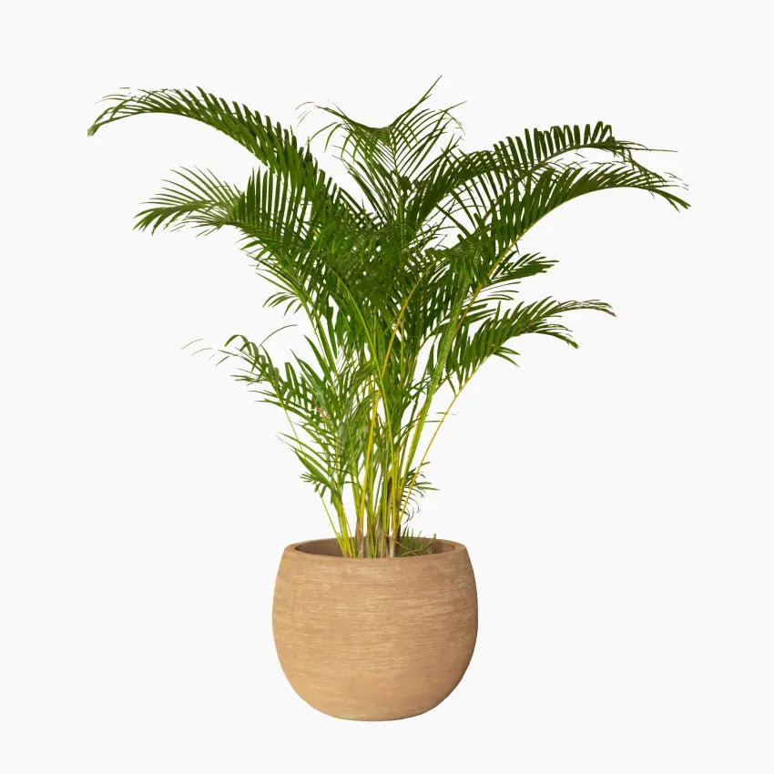 Saya Plant Pot Round Set