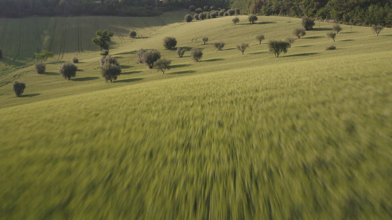 1-FAST_FOREST-RADICE-1.mp4