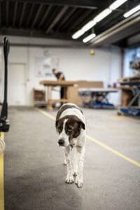 Arbeitsplatz_Hund_Weishaeupl
